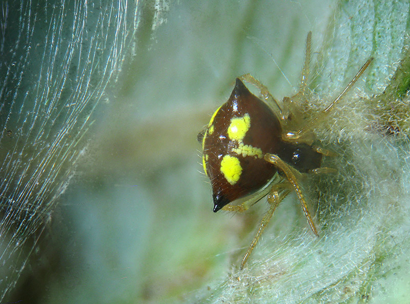 Theridula gonygaster - Besnate (VA)